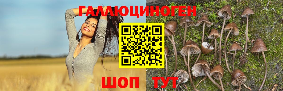 Новокузнецк  Псилоцибиновые грибы Psilocybe  купить закладку  Вход с VPN 